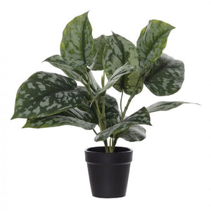 Rogue Aluminium Bush Garden Pot 0.35cm Grn - ZOES Kitchen