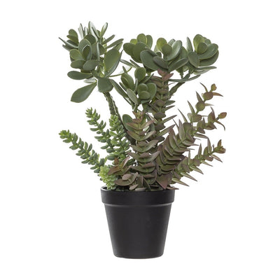 Rogue Jade Plant Garden Pot - ZOES Kitchen