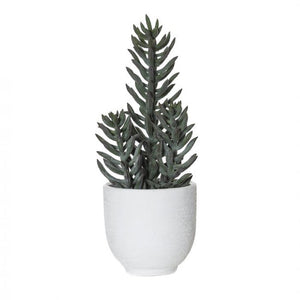 Rogue foxtail Succulent Orson Pot - ZOES Kitchen