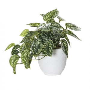 Rogue Aluminium Bush orson Pot 24cm Grn - ZOES Kitchen