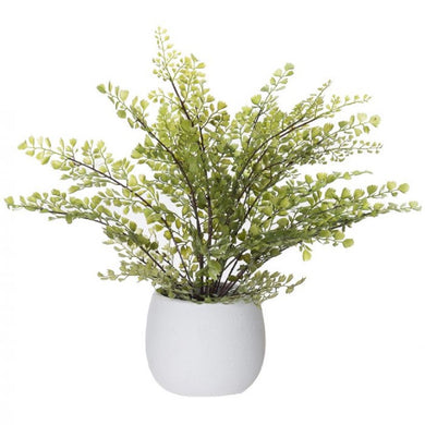 Rogue Maiden Hair Fern Tub Pot Green 40cm - ZOES Kitchen