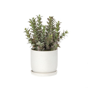 Rogue Eucy Succulent - Azalia Pot 29cm - Green - ZOES Kitchen